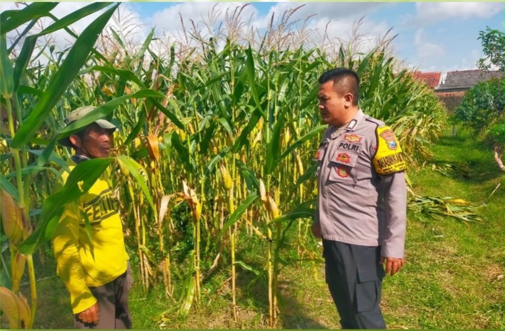 Kawal Swasembada Pangan di Muncar: Bripka Nanang Turun Langsung Cek Kesuburan Jagung Warga